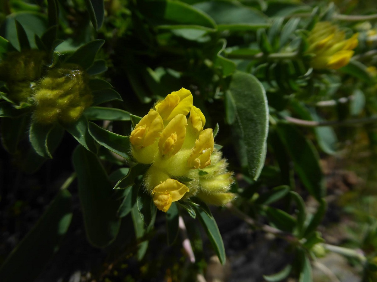 Anthyllis vulneraria subsp. alpestris (Fabaceae)